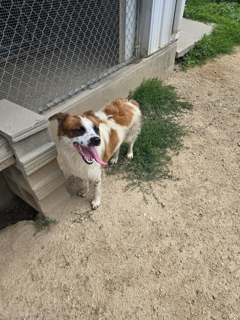 An adult medium-sized male Australian Shepherd dog named Kodi for adoption in Maquoketa, IA