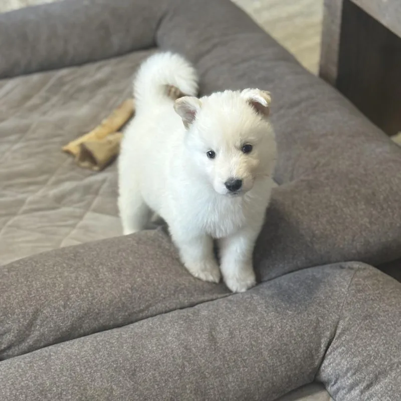 A baby medium-sized female White / Cream Shepherd dog named Marykate Olson for adoption in Oceanside, CA