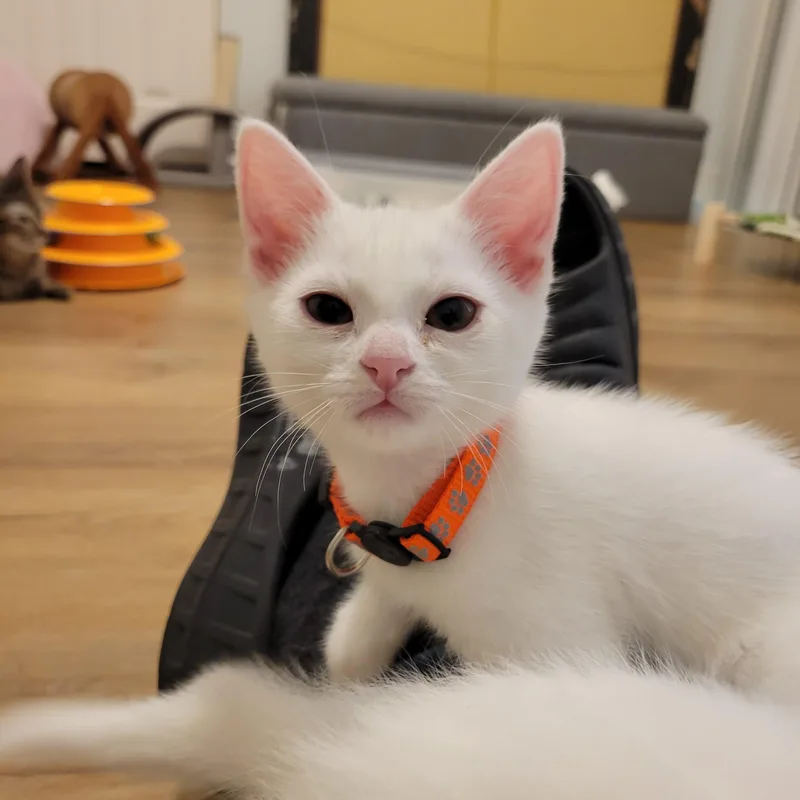 Phoebe