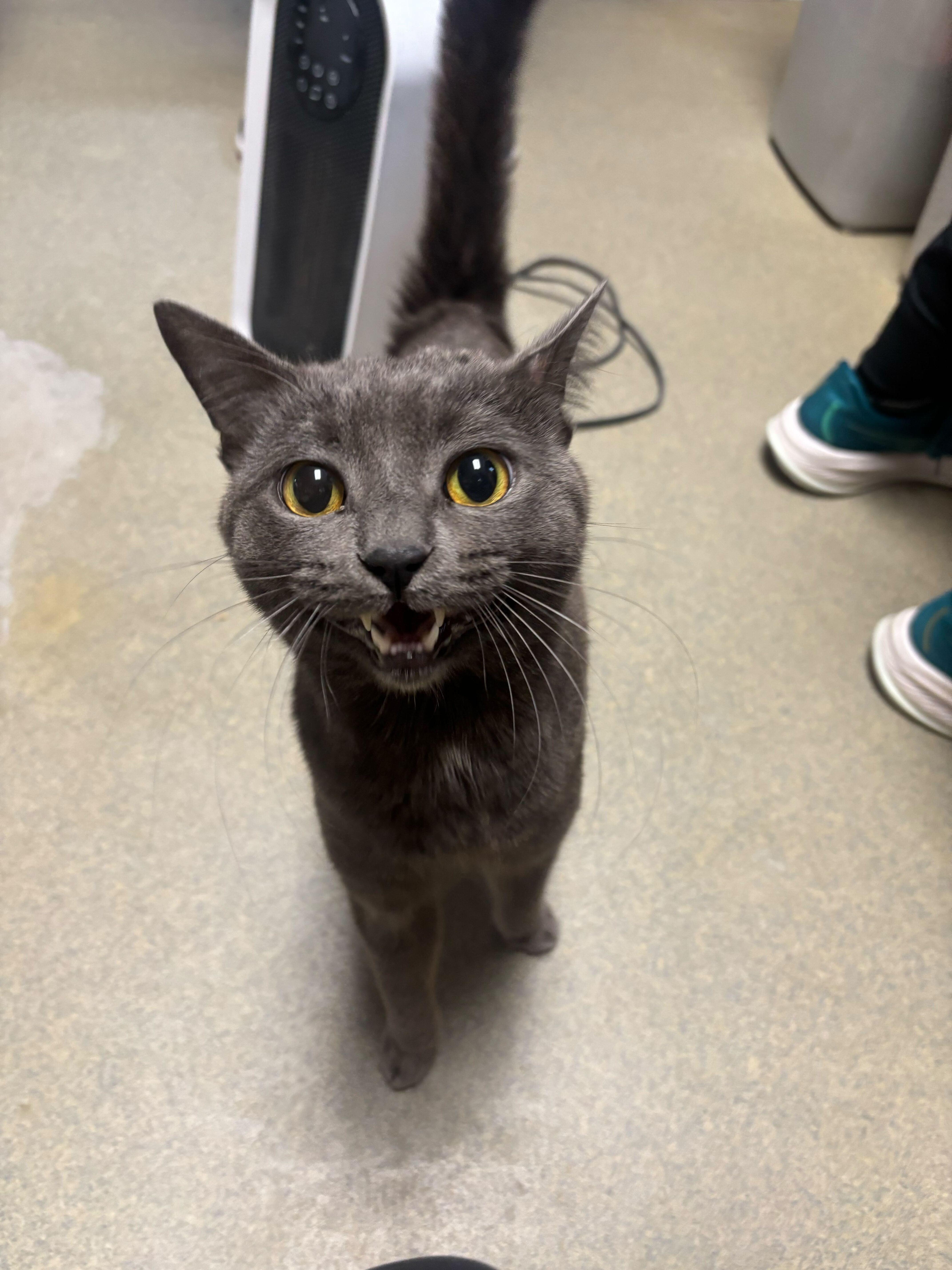 An adult small-sized male Domestic Short Hair cat named Hackensack for adoption in Manchester, NH