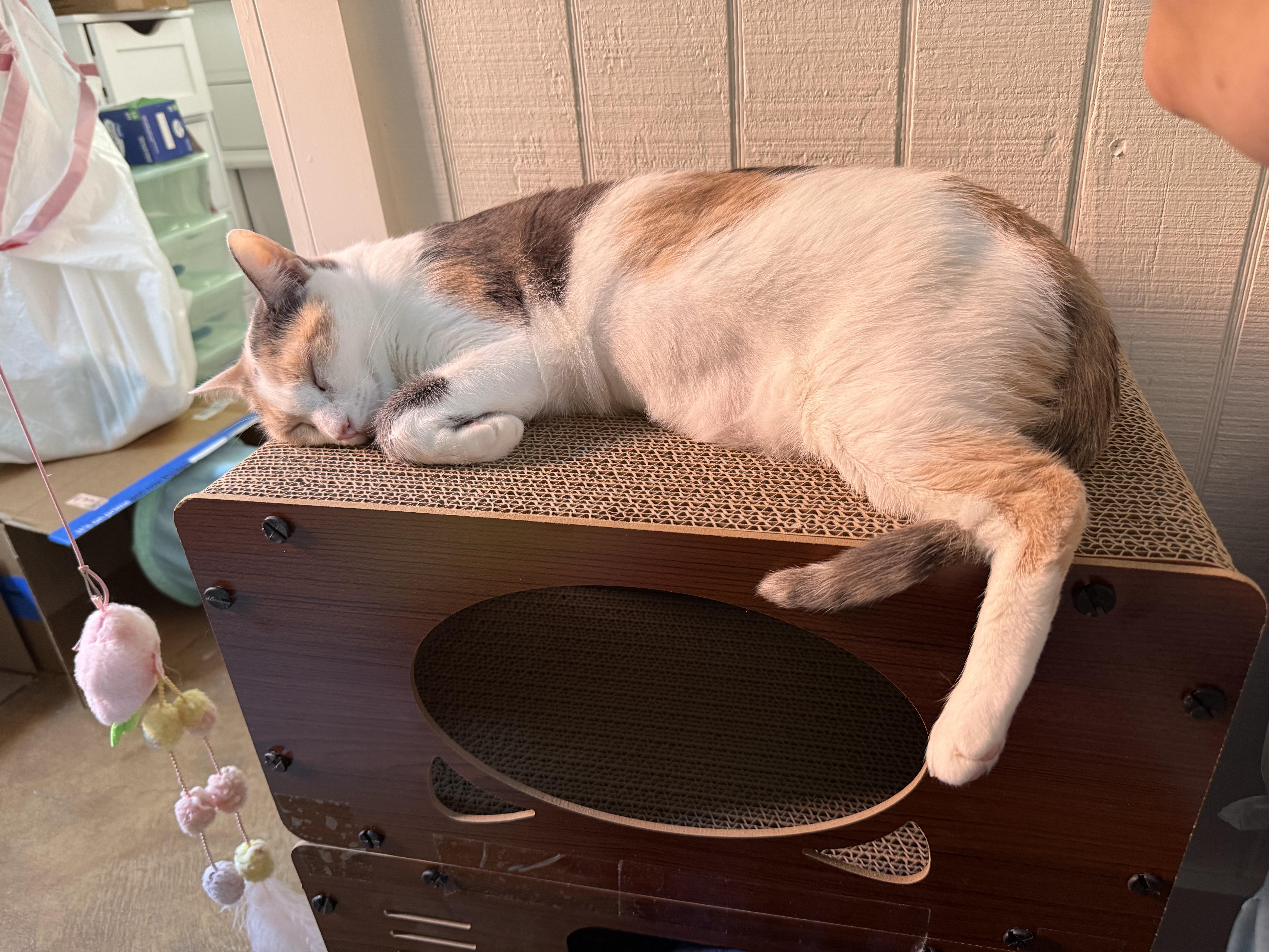 An adult medium-sized female Dilute Calico Domestic Short Hair cat named Lily for adoption in Tampa, FL