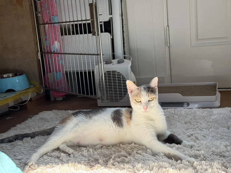 Lily thumbnail 2