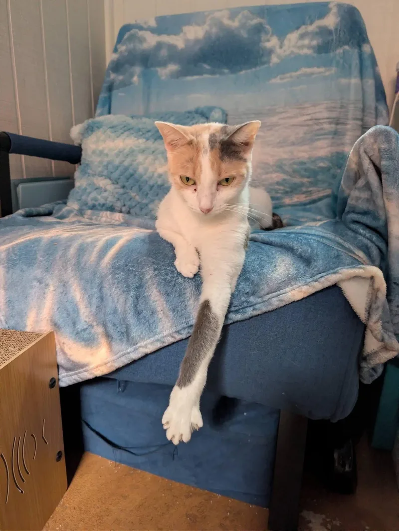 Lily thumbnail 3