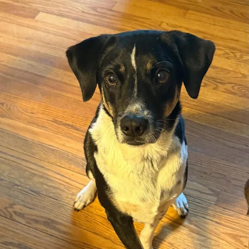 An adult medium-sized male Tricolor (Brown, Black, & White) Greater Swiss Mountain Dog dog named Hutch for adoption in Chatham, NJ