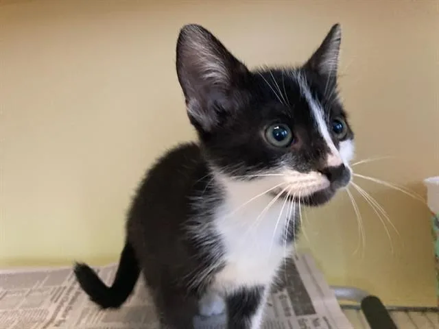 A baby small-sized female Domestic Short Hair cat named Luna for adoption in Tustin, CA