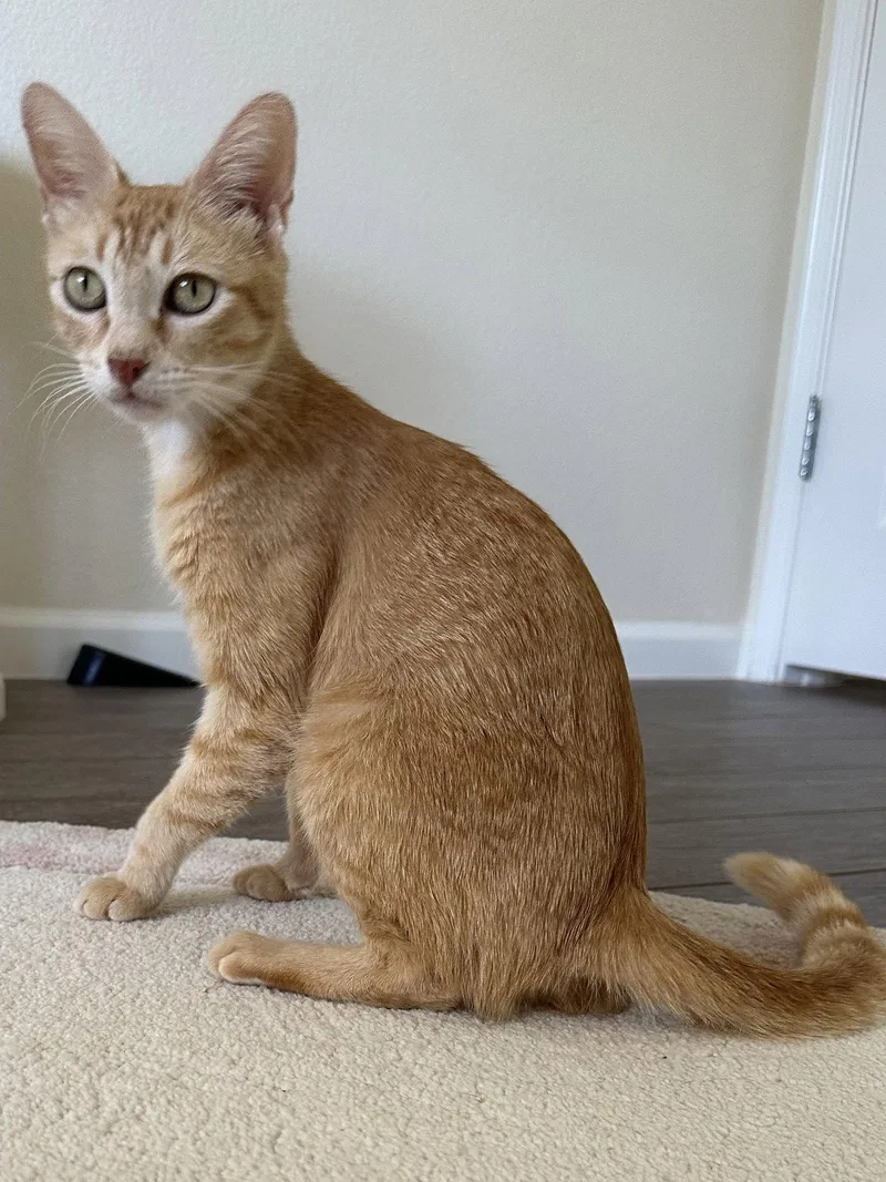 An adult medium-sized female Tabby cat named Isabelle for adoption in Plano, TX