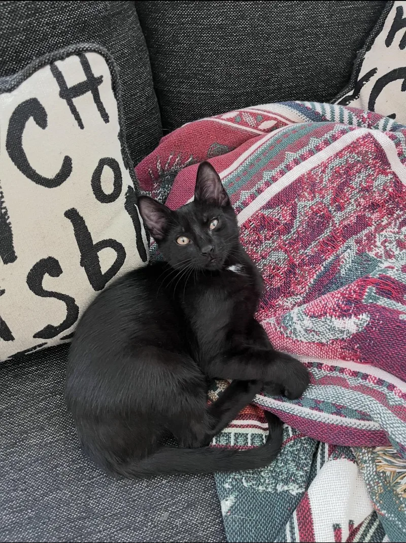A young medium-sized male Domestic Short Hair cat named Martin for adoption in Stamford, CT