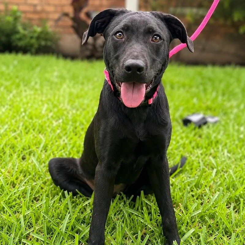 A baby medium-sized female Black Labrador Retriever dog named Delilah for adoption in Saugus, MA
