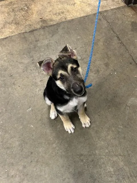 A baby medium-sized male German Shepherd Dog dog named Simba for adoption in Ontario, CA