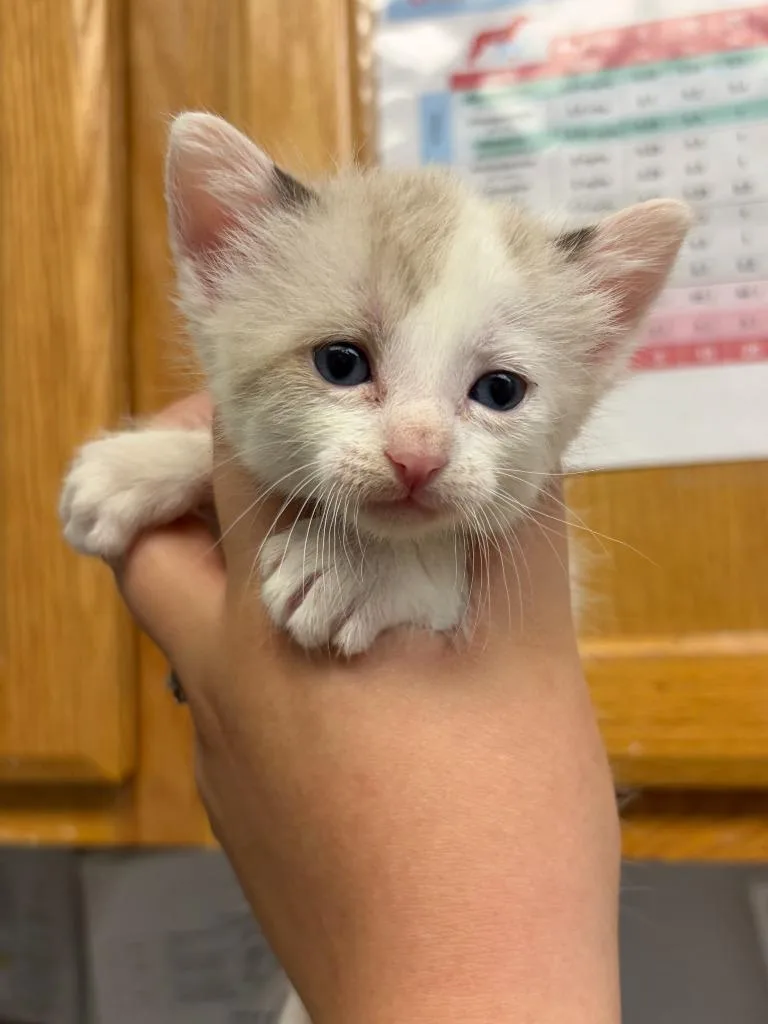 A baby small-sized female Domestic Short Hair cat named Amelie for adoption in Lockhart, TX