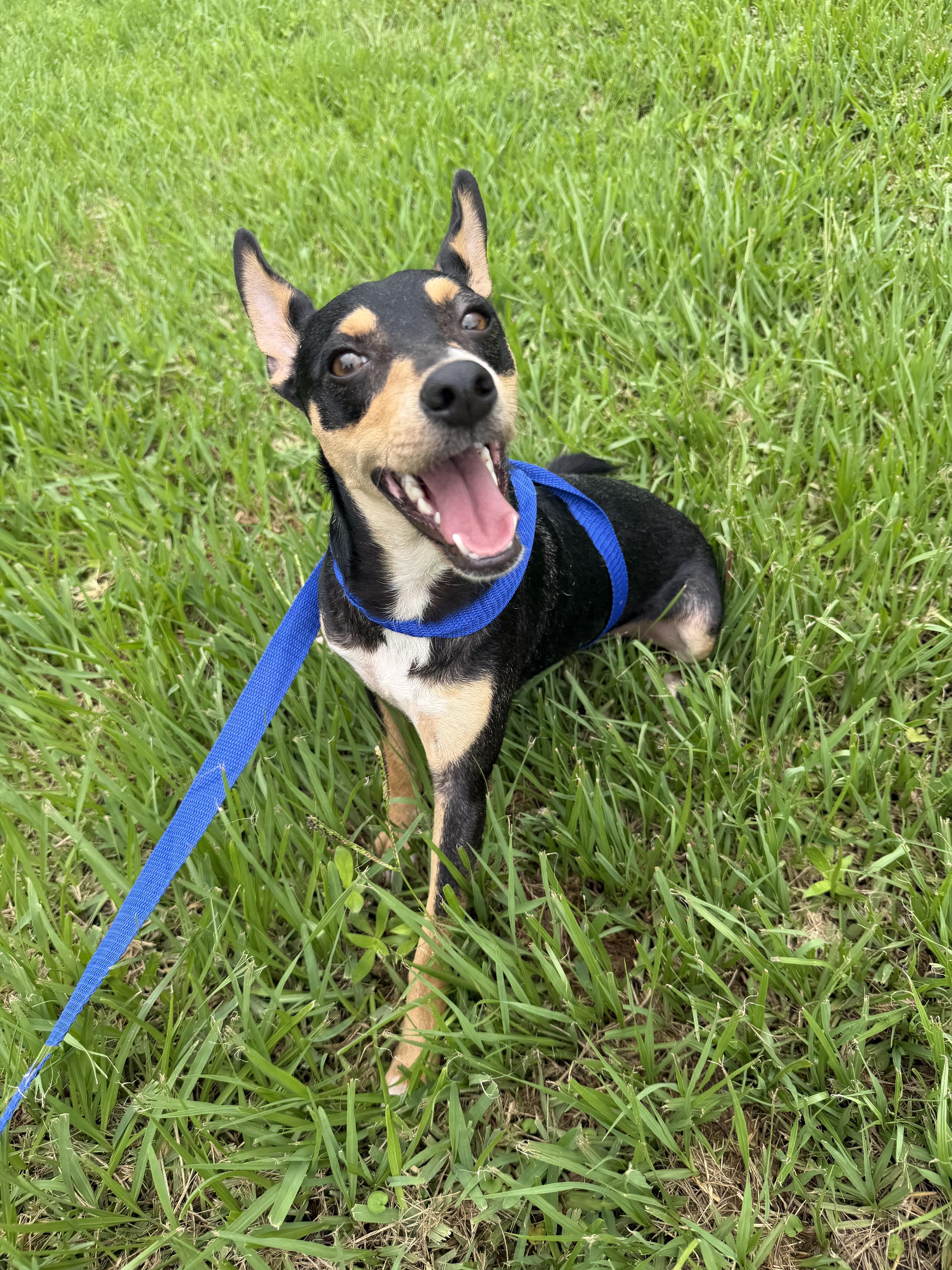 An adult small-sized male Miniature Pinscher dog named Spunky for adoption in Louise, TX