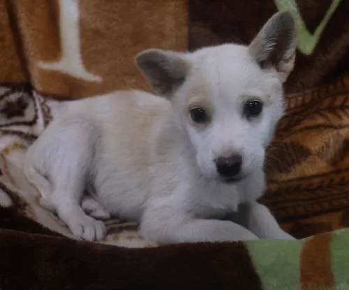 A baby medium-sized male Shepherd dog named Tig for adoption in Thief River Falls, MN