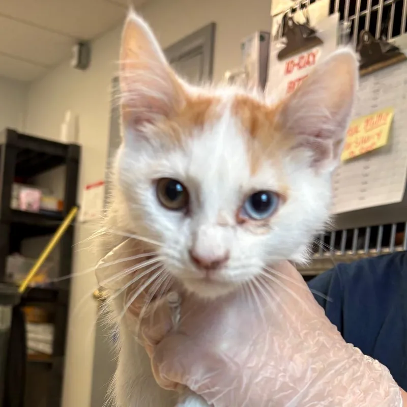 A baby small-sized male White Domestic Short Hair cat named Joe for adoption in Birdsboro, PA