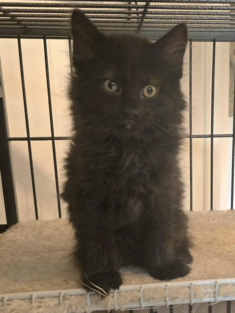 A baby medium-sized male Black Domestic Medium Hair cat named Cocoa Bean for adoption in Lemoyne, PA