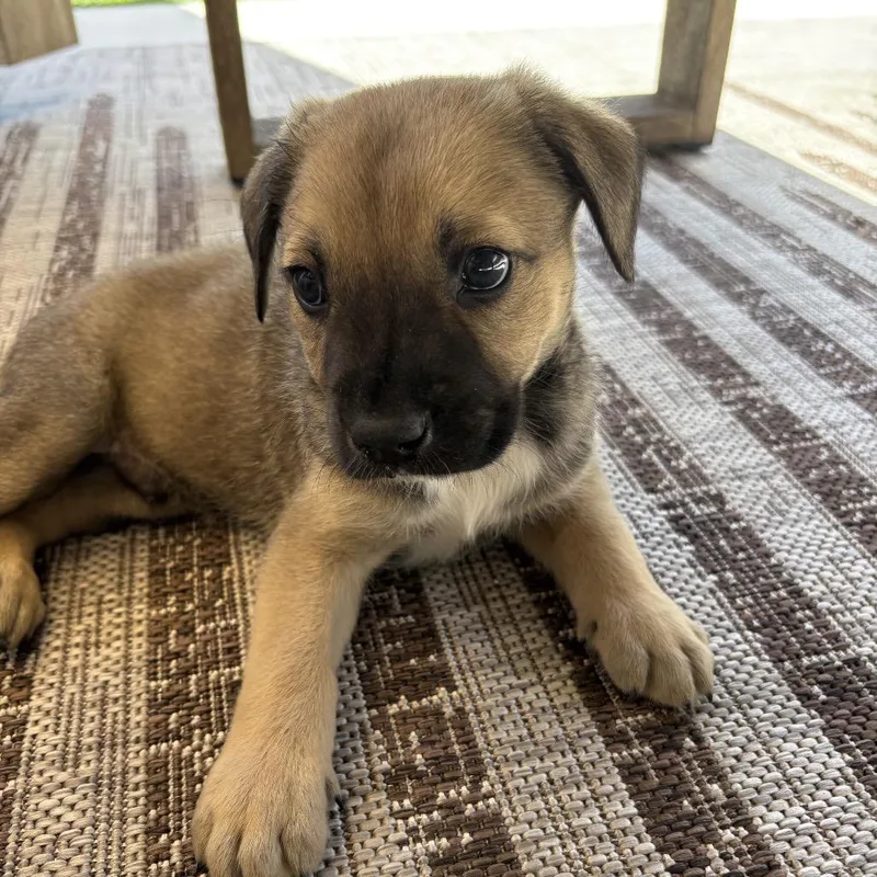 A baby medium-sized male Brown / Chocolate Mixed Breed dog named Cassidy for adoption in Escondido, CA