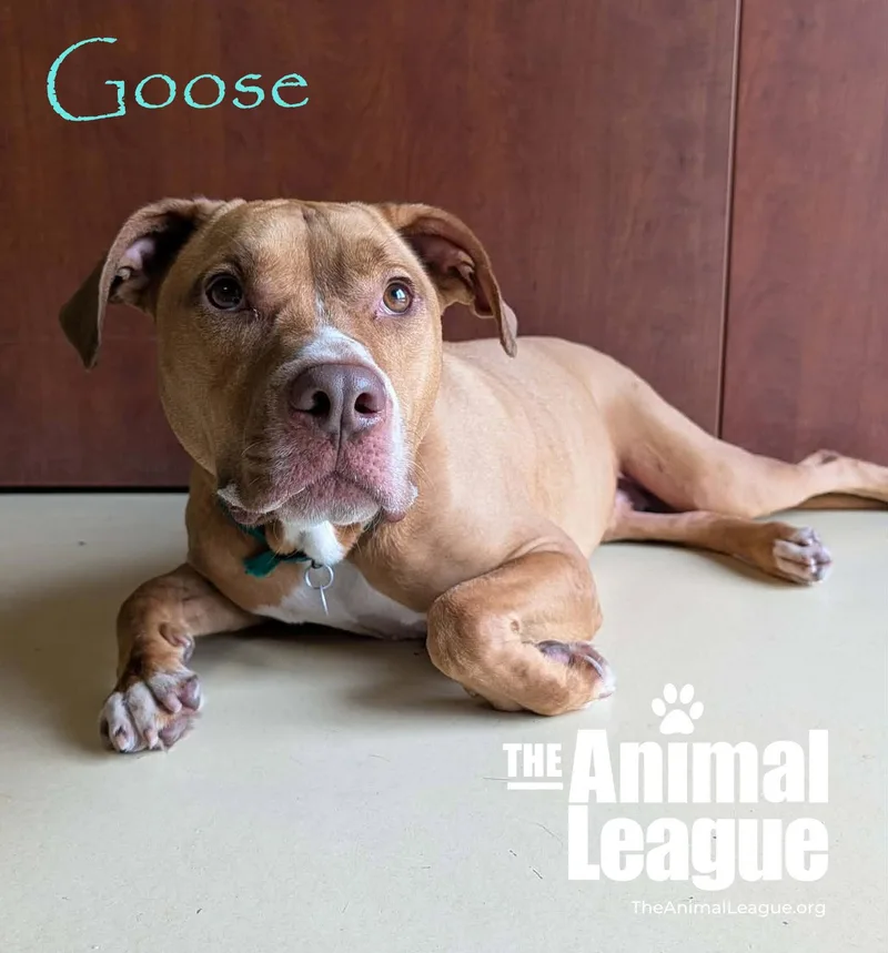 An adult large-sized male Brown / Chocolate Pit Bull Terrier dog named Goose for adoption in Groveland, FL
