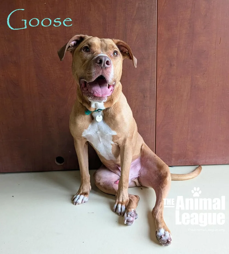 Goose thumbnail 2