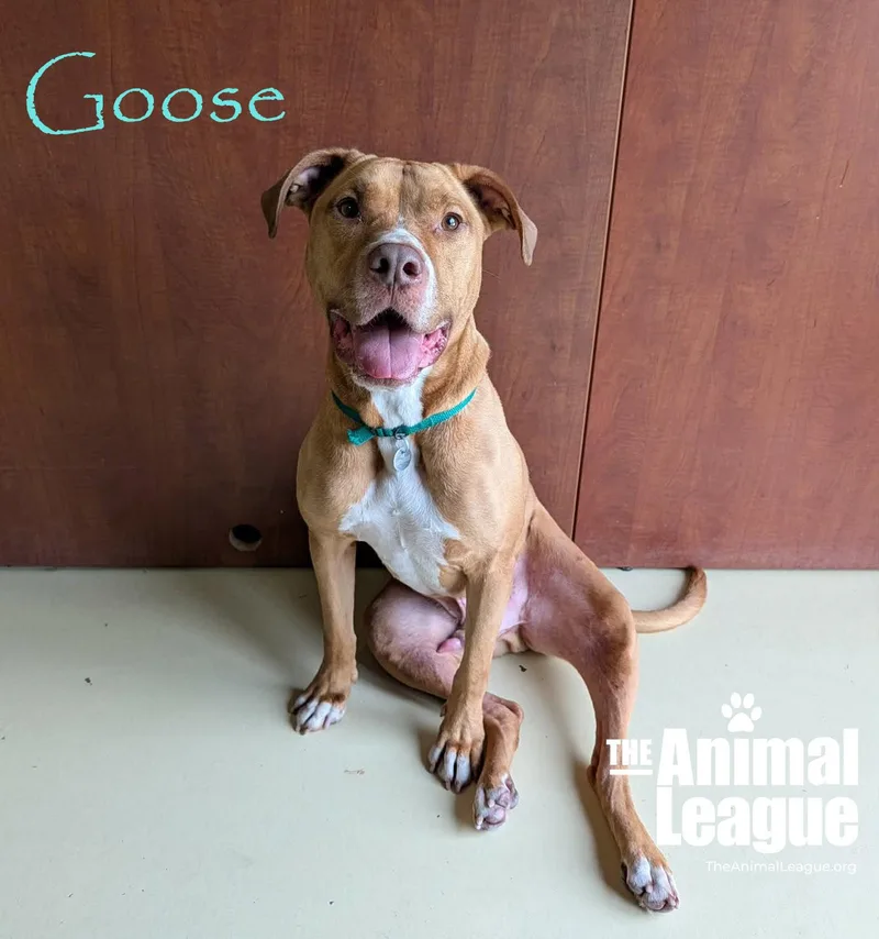 Goose thumbnail 4