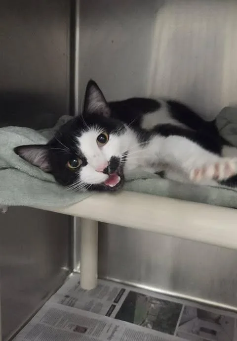 An adult medium-sized male Black Domestic Short Hair cat named Evion for adoption in Fruit Heights, UT