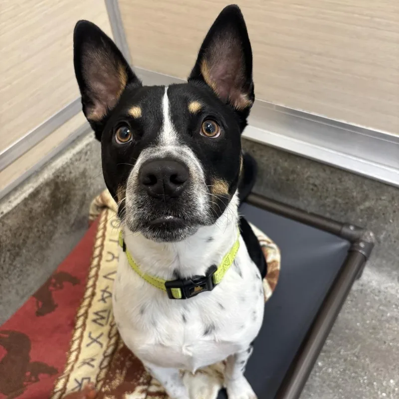 A young small-sized male Pit Bull Terrier dog named Lemon for adoption in Los Angeles, CA
