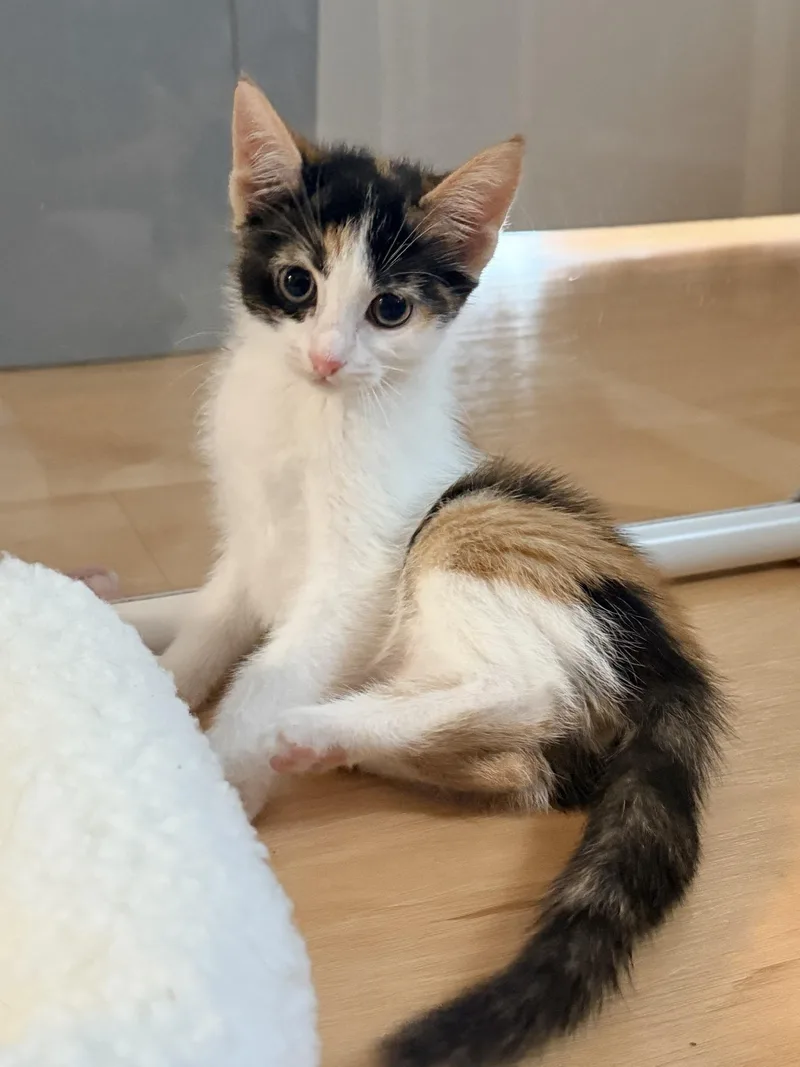 A baby medium-sized female Calico cat named Cortado for adoption in Suffolk, VA