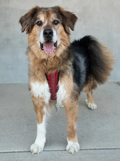 A senior medium-sized male Mixed Breed dog named Gambit for adoption in Longmont, CO