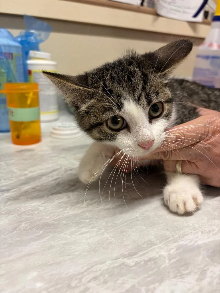 A baby medium-sized female Domestic Short Hair cat named Tyler for adoption in Plattsburgh, NY