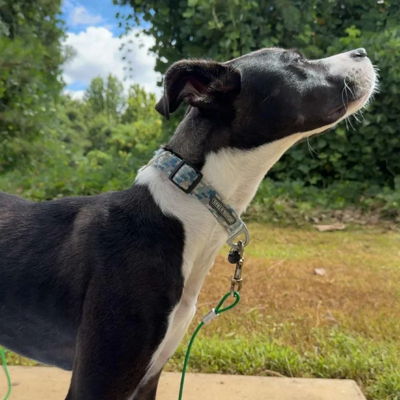 Courtesy Listing  Goose