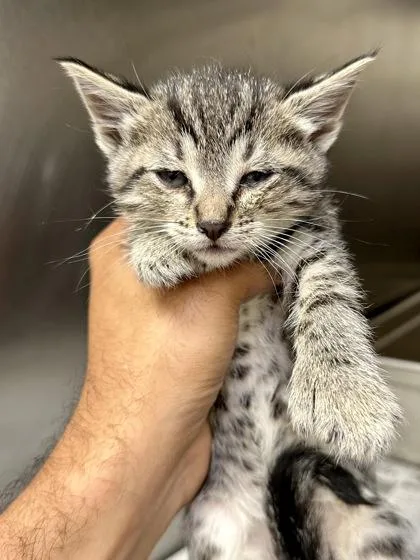 A baby medium-sized female Black Domestic Short Hair cat named Petal for adoption in Wichita, KS