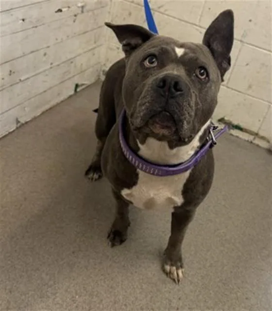 An adult large-sized female Pit Bull Terrier dog named Gabriella for adoption in San Bernardino, CA