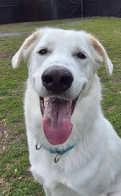 Finn
