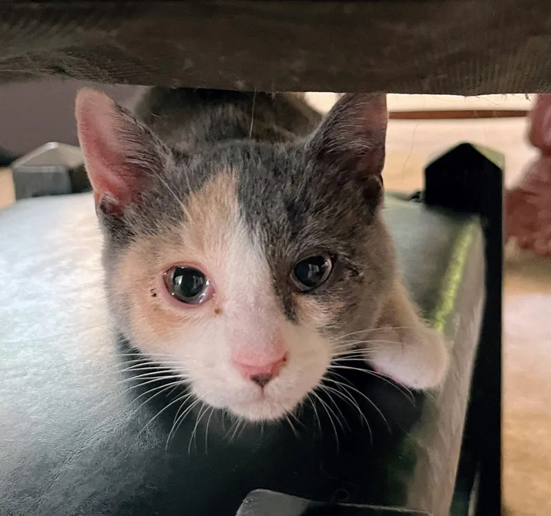 A baby medium-sized female Dilute Calico Domestic Short Hair cat named Acai for adoption in Landenberg, PA