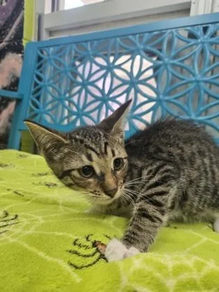 A baby small-sized male Domestic Short Hair cat named Noodle for adoption in Savannah, GA