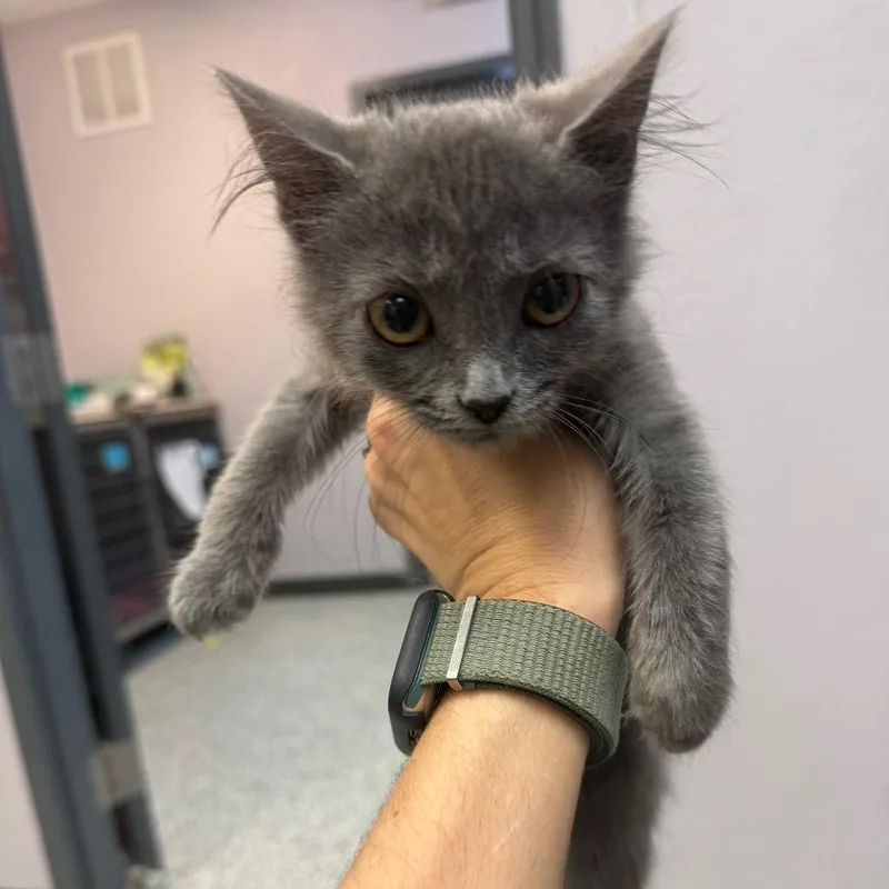 A baby small-sized female Brown / Chocolate Domestic Short Hair cat named Lucas for adoption in Port Charlotte, FL