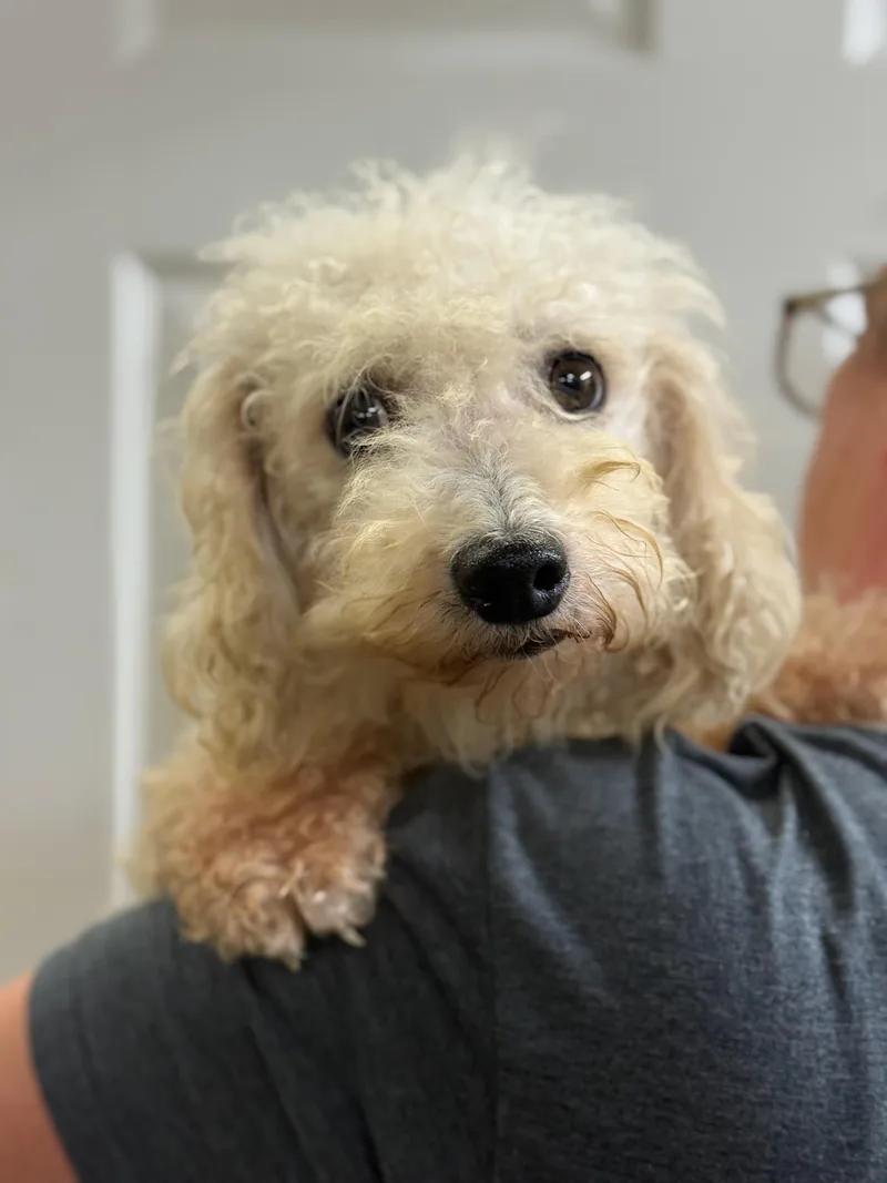 An adult small-sized male Bichon Frise dog named Orion for adoption in Blue Springs, MO