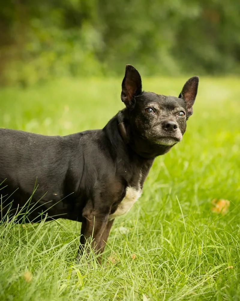 A senior medium-sized female Black Chihuahua dog named Quinn for adoption in Bridgeport, CT