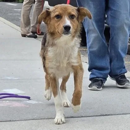An adult medium-sized male Australian Shepherd dog named Dakota for adoption in Voorhees, NJ