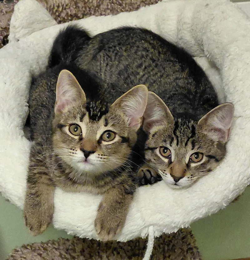 A baby small-sized male Tabby (Brown / Chocolate) Tabby cat named Maui for adoption in Melbourne, FL