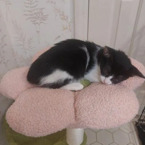 A baby small-sized female Domestic Short Hair cat named Paprika for adoption in Tampa, FL