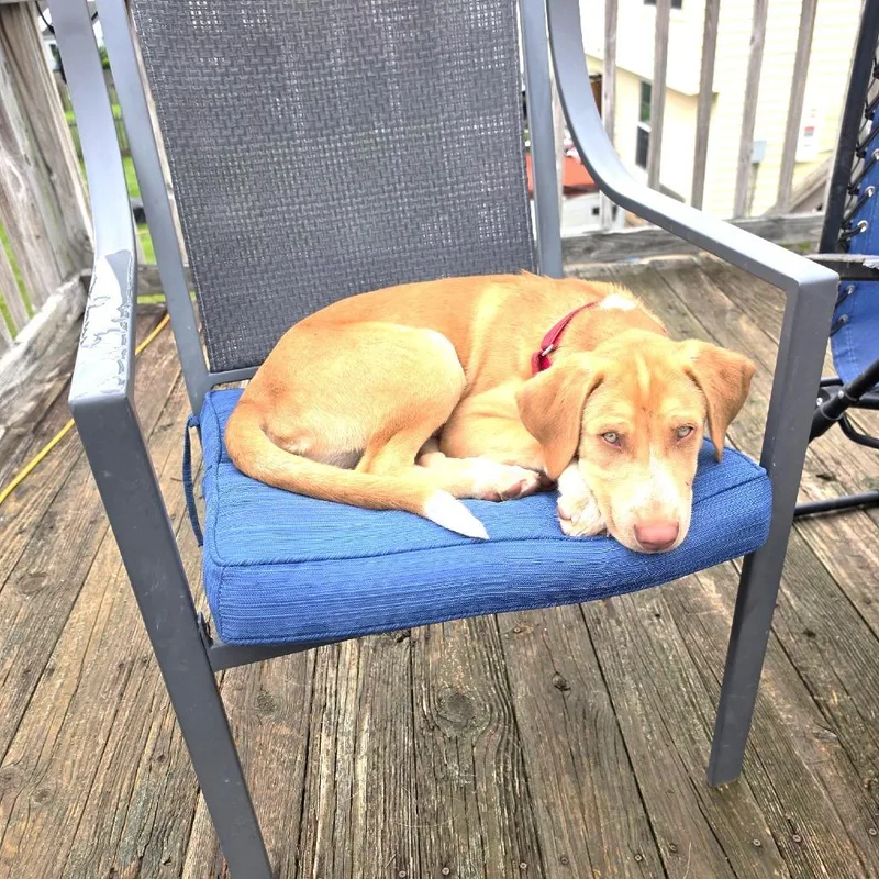 Maverick