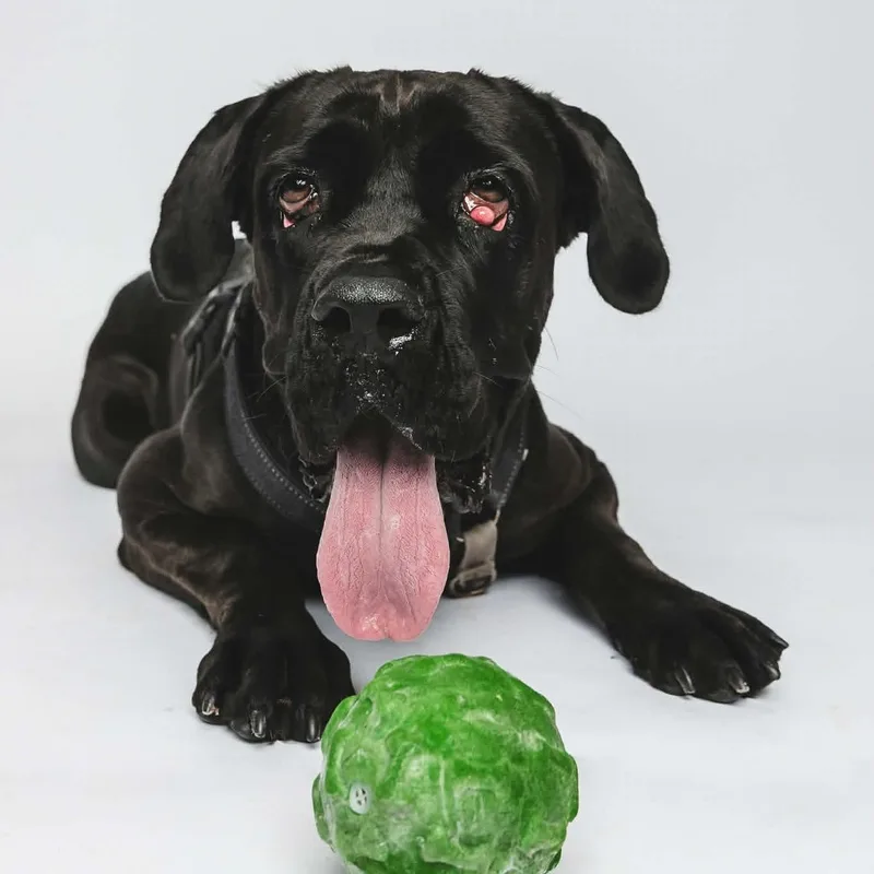 An adult extra large-sized female Cane Corso dog named Girlfriend for adoption in Greensburg, PA