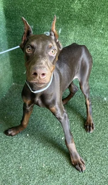 A baby medium-sized male Doberman Pinscher dog named Mello for adoption in Lancaster, CA