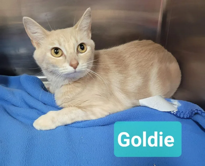 Goldie