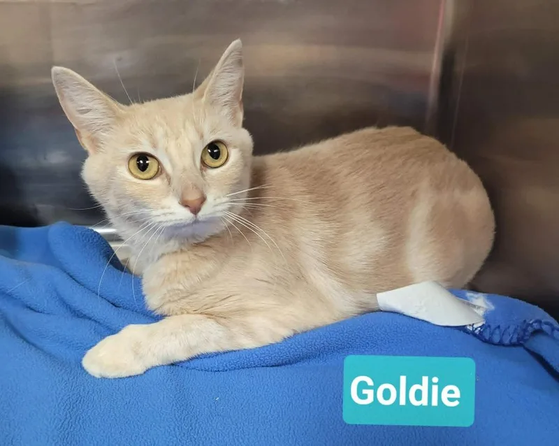 Goldie thumbnail 2