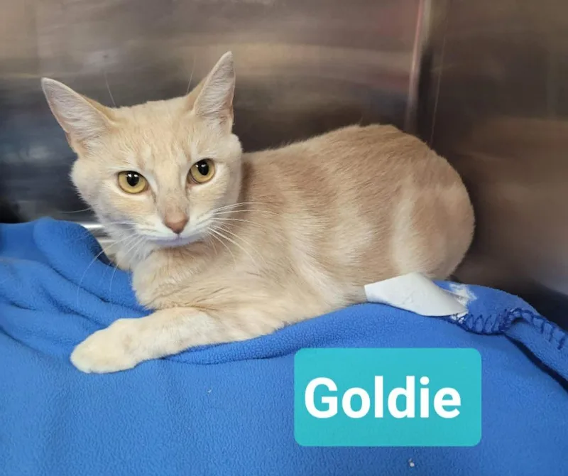 Goldie thumbnail 3