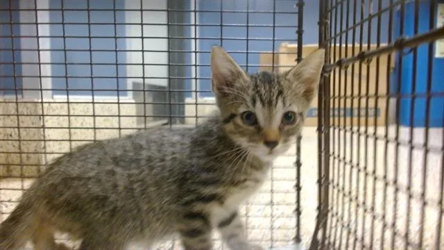 A baby small-sized female Domestic Short Hair cat named Katherina for adoption in Miami, FL