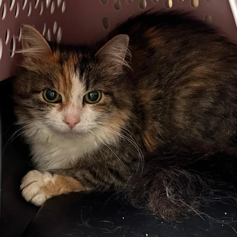 An adult medium-sized female Domestic Long Hair cat named Ethernet for adoption in Chippewa Falls, WI