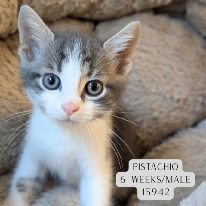 A young medium-sized male Tabby (Gray / Blue / Silver) Domestic Short Hair cat named Pistachio for adoption in Supply, NC