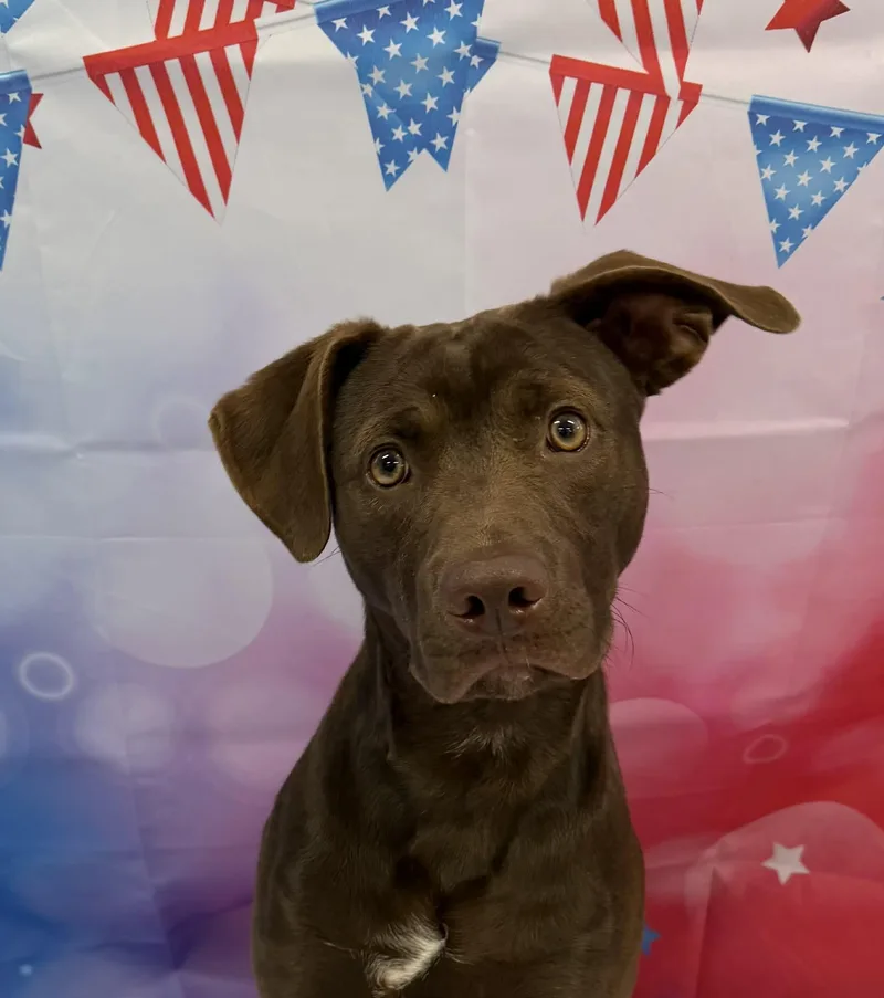 A young medium-sized male Chocolate Labrador Retriever dog named Spud for adoption in Shelbyville, KY
