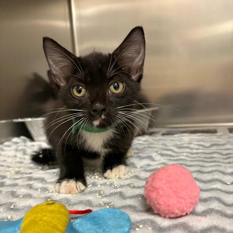 A baby small-sized male Domestic Short Hair cat named Hickory for adoption in Milton, FL